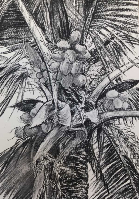 coqueiro