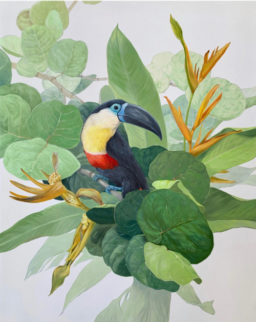 tucan y heliconia